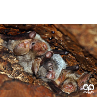 گونه خفاش انگشت دراز Long-fingered Myotis 